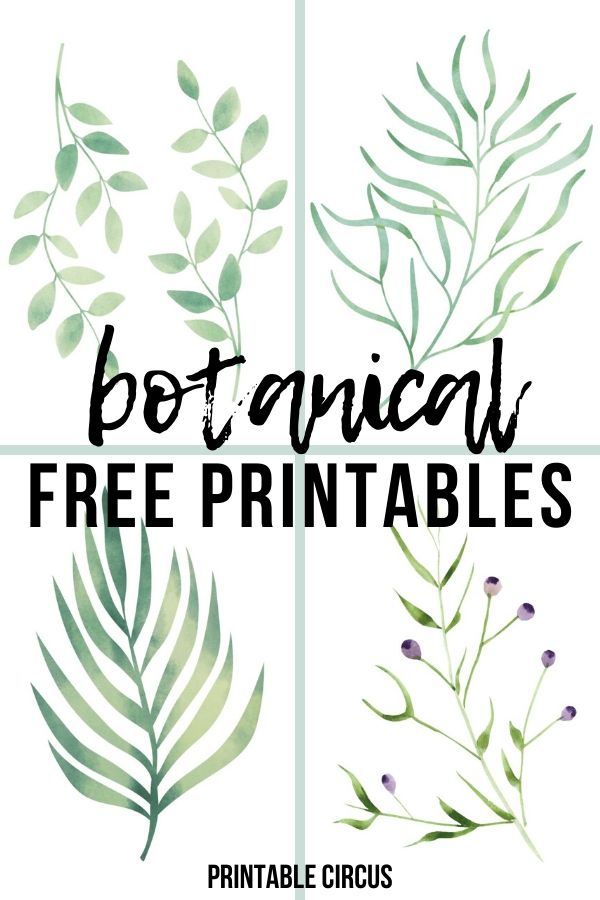 summer botanical free printables - download and print these FREE botanical prints for summer. Great for updating gallery walls and to add to summer home decor. Summer greenery and leaf prints.